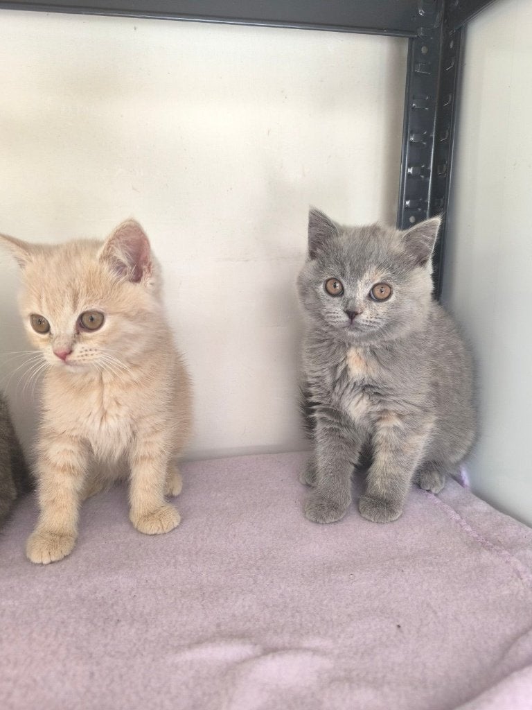 Ras zuiver Brits Korthaar kittens, Dieren en Toebehoren, Katten en Kittens | Raskatten | Korthaar, Meerdere dieren, Ontwormd, 0 tot 2 jaar