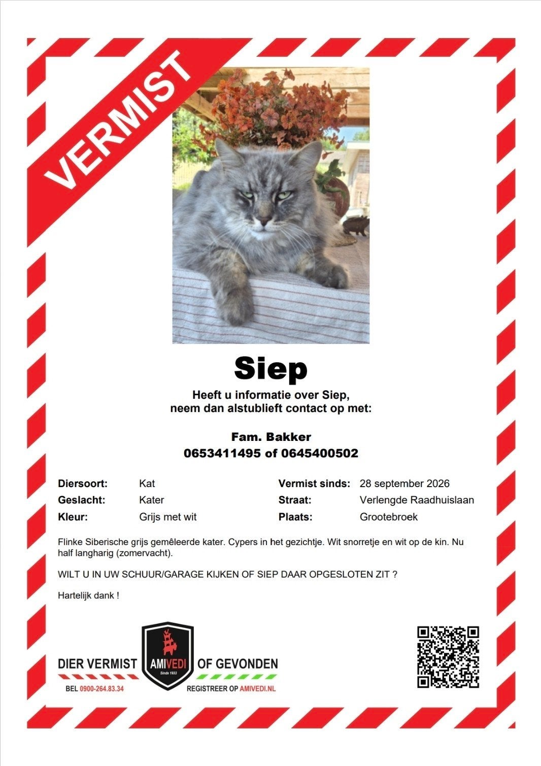 Vermist – Siep | Grote Siberische kater, Kat