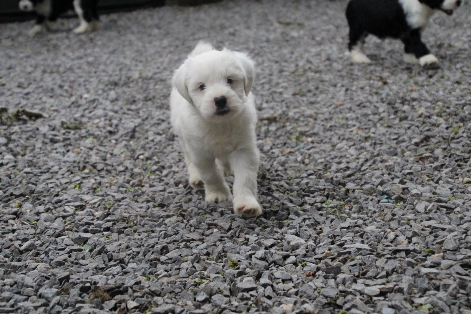 Tibetaanse terrier mag verhuizen🩷, Parvo, Overige rassen, 8 tot 15 weken, Teef