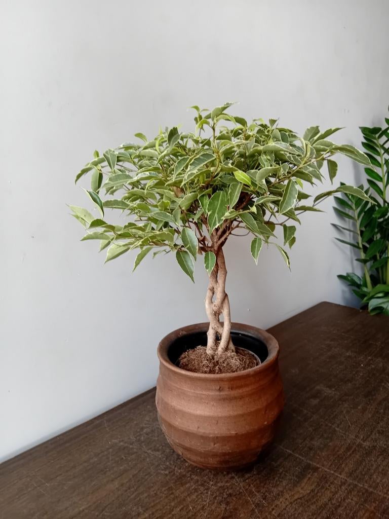 Kamerplant 40cm ficus bonsai in dure pot, Huis en Inrichting, Kamerplanten, Ophalen, Ficus, Halfschaduw, In pot