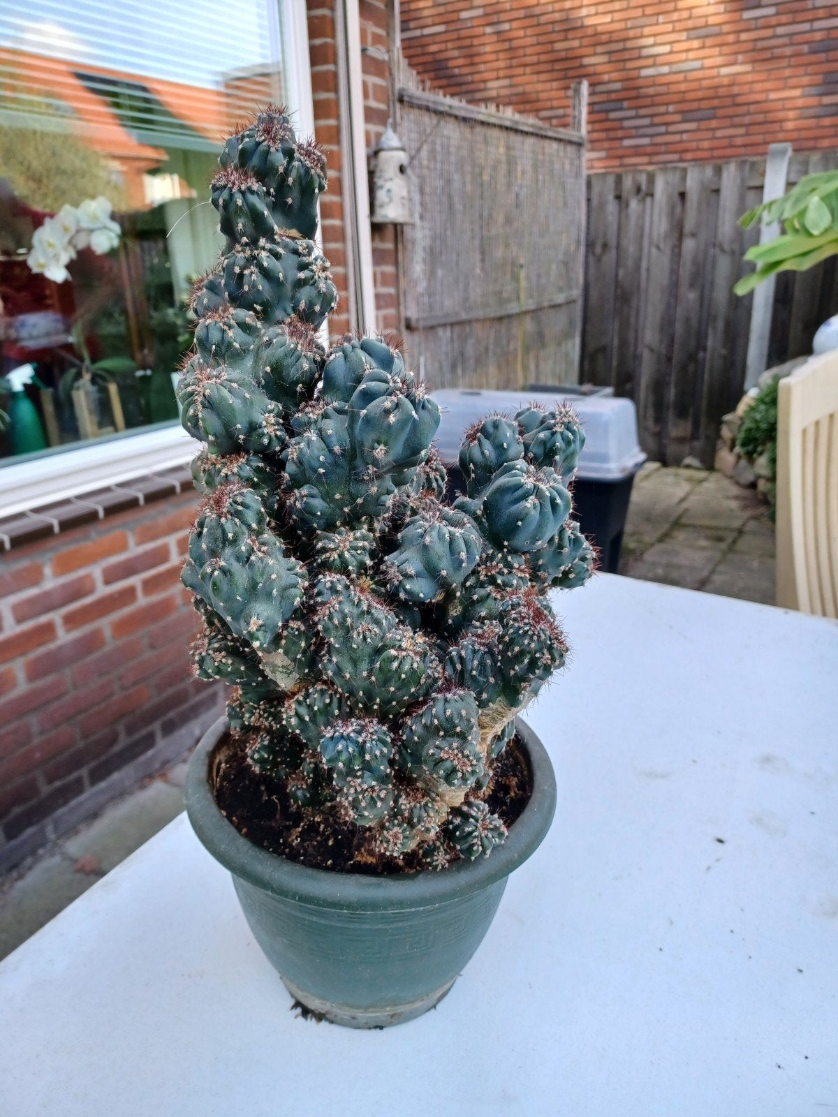 cactus, Tuin en Terras, Overige soorten, Minder dan 100 cm, Zomer, Ophalen