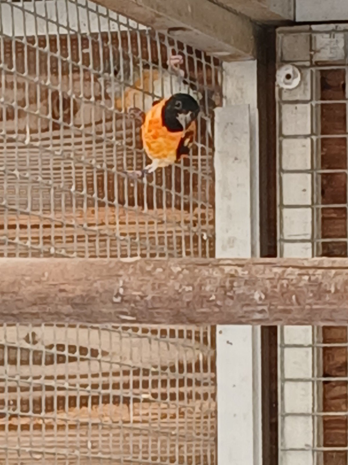 kapoetsensijsjes, Dieren en Toebehoren, Vogels | Overige Vogels, Meerdere dieren, Tropenvogel, Geringd