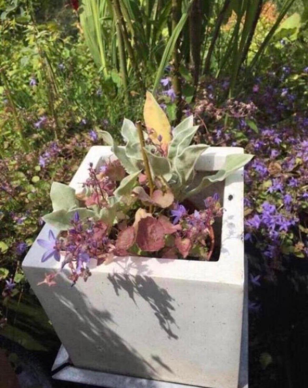 Mooie kubusvormige bloempot in het wit incl.BIO planten 3so., Kunststof, Gebruikt, Vierkant, Ophalen of Verzenden