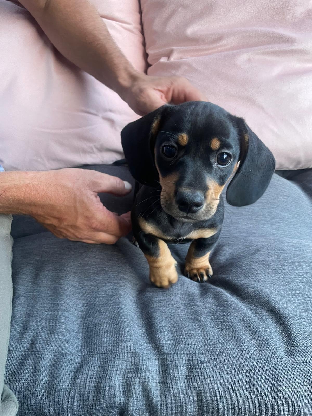 Prachtige Kaninchen Mini Teckel kruising teckel pups€1.000,, Dieren en Toebehoren, Honden | Niet-rashonden, Parvo, Reu, 8 tot 15 weken