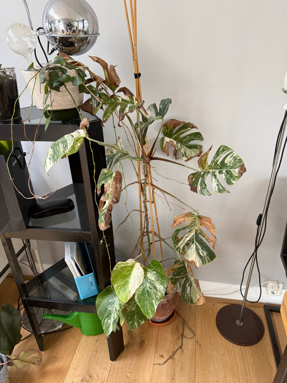 Monstera Deliciosa Albo Variegata - Grote plant met veel wit, Ophalen, Vaste plant, Bloeit niet, Halfschaduw