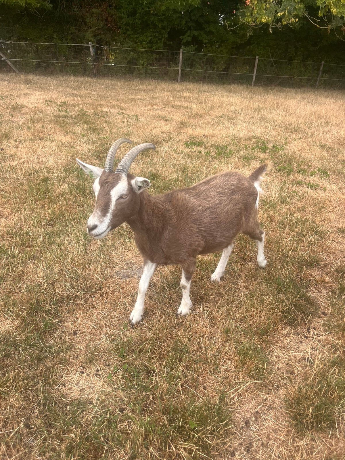 GEZOCHT bok te huur (Toggenburger of bonte melkgeit), Vrouwelijk, Geit, 0 tot 2 jaar