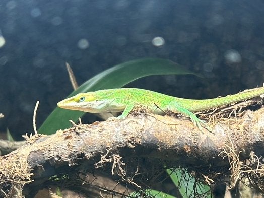 anolis carolinensis, 0 tot 2 jaar