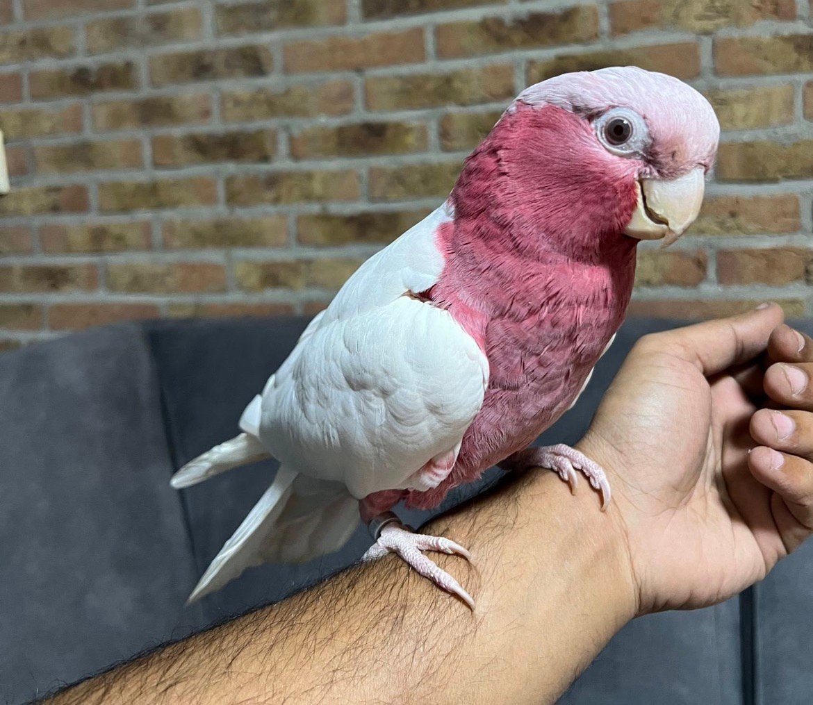 Handtamme mega lieve lutino rose kaketoe te koop!, Dieren en Toebehoren, Vogels | Parkieten en Papegaaien, Vrouwelijk, Papegaai