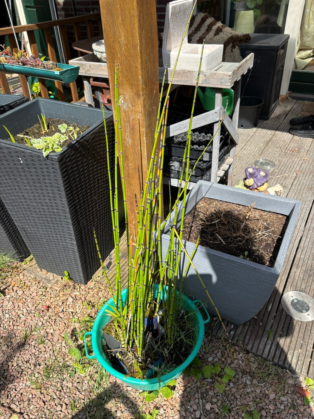 Japanse holpijp, Tuin en Terras, Planten | Tuinplanten, Ophalen, Overige soorten, Volle zon