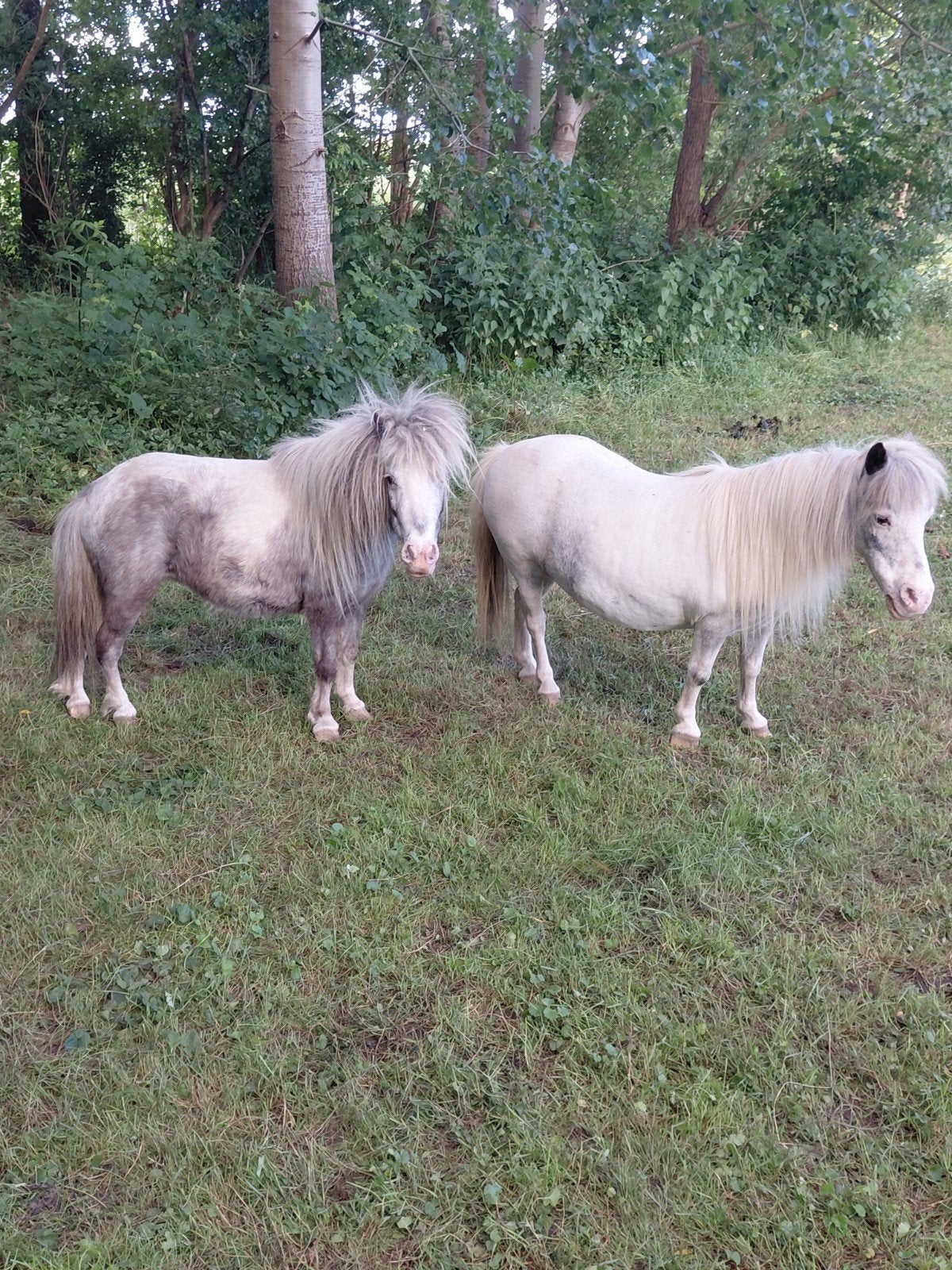Te koop mini shetlanders en merrie met veulen, Dieren en Toebehoren, Merrie