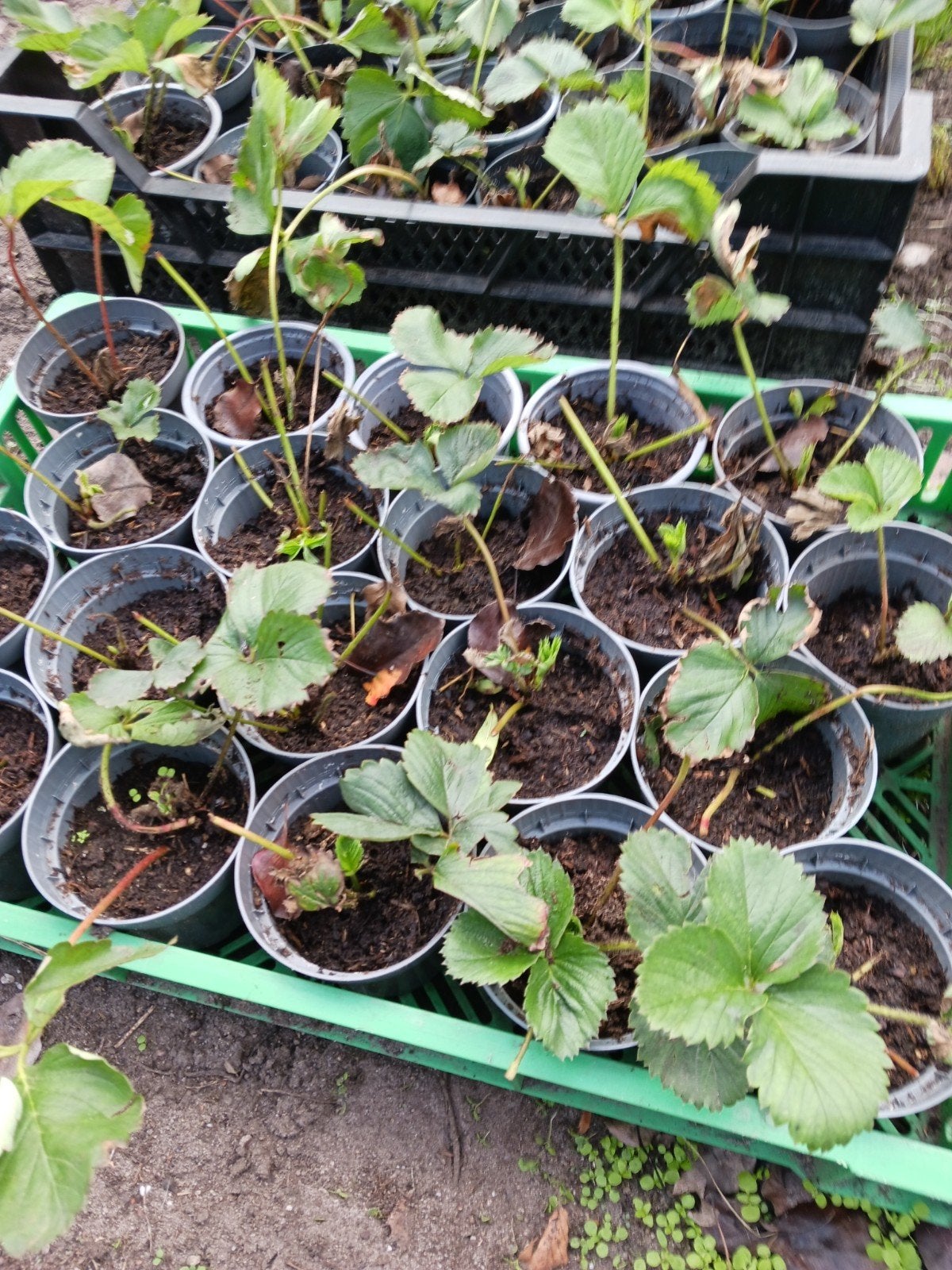 aardbeiplanten, Tuin en Terras, Planten | Tuinplanten, Ophalen, Volle zon
