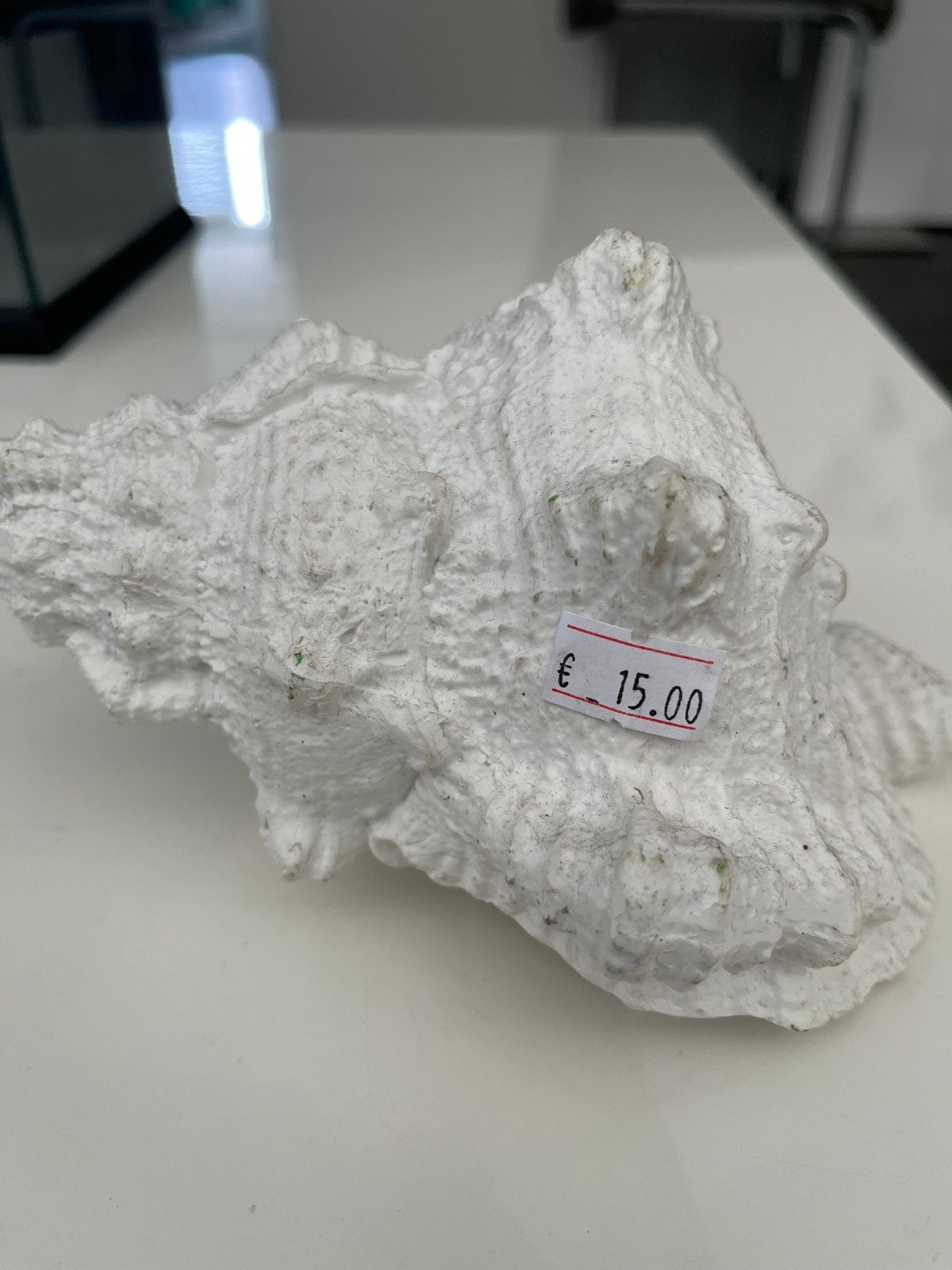 Decoratieve Witte Schelp - Perfect voor Aquarium of Huis, Ophalen of Verzenden, Gebruikt