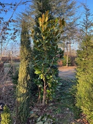 bomen, Lente, Zuilboom, 400 cm of meer, Ophalen
