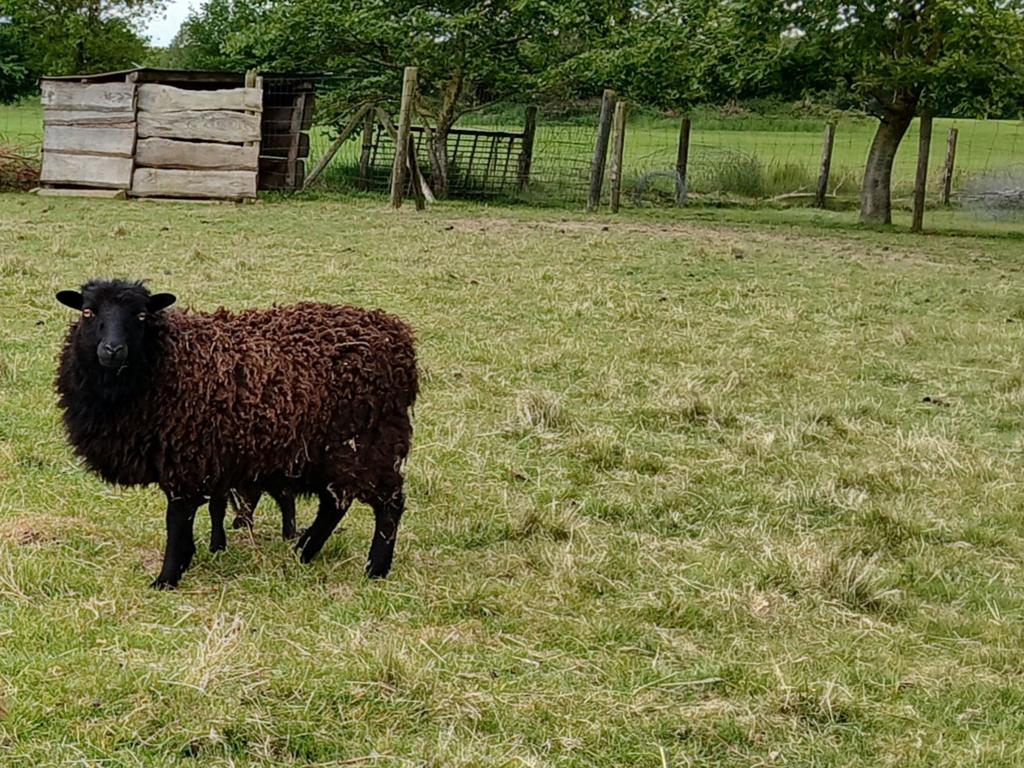 3 Ouessant ooien met ramlam, Dieren en Toebehoren, Schapen, Geiten en Varkens, Vrouwelijk, Schaap, 3 tot 5 jaar
