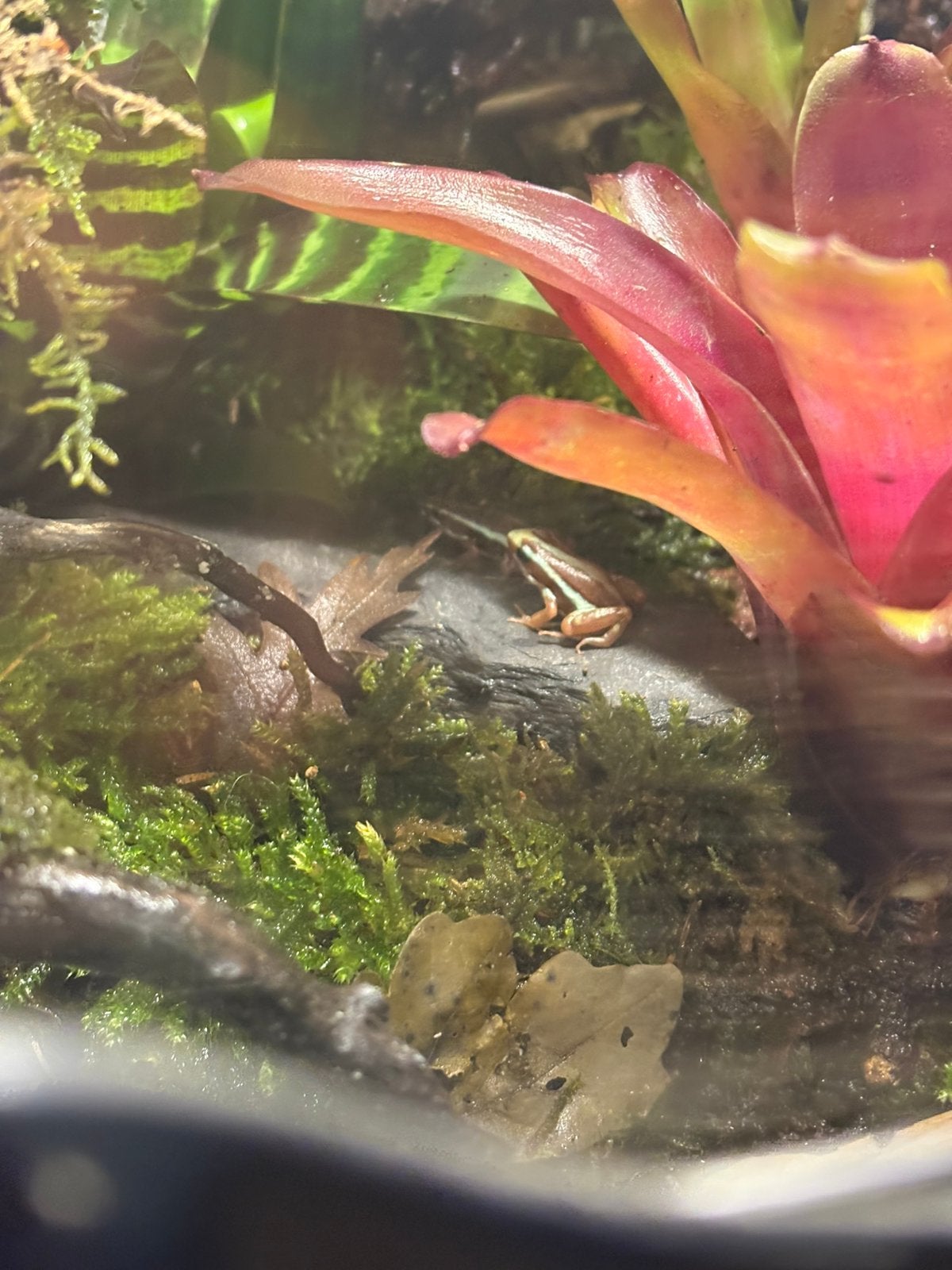 4 Epipedobates tricolor kikkers Frog photo 4