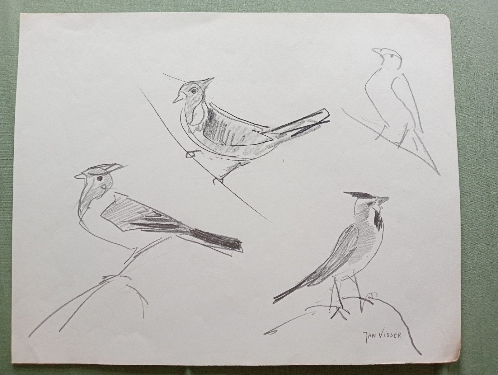 Jan Visser tekening vogels jaren 40-50 Blijdorp Rotterdam, Antiek en Kunst, Kunst | Tekeningen en Foto's, Ophalen of Verzenden