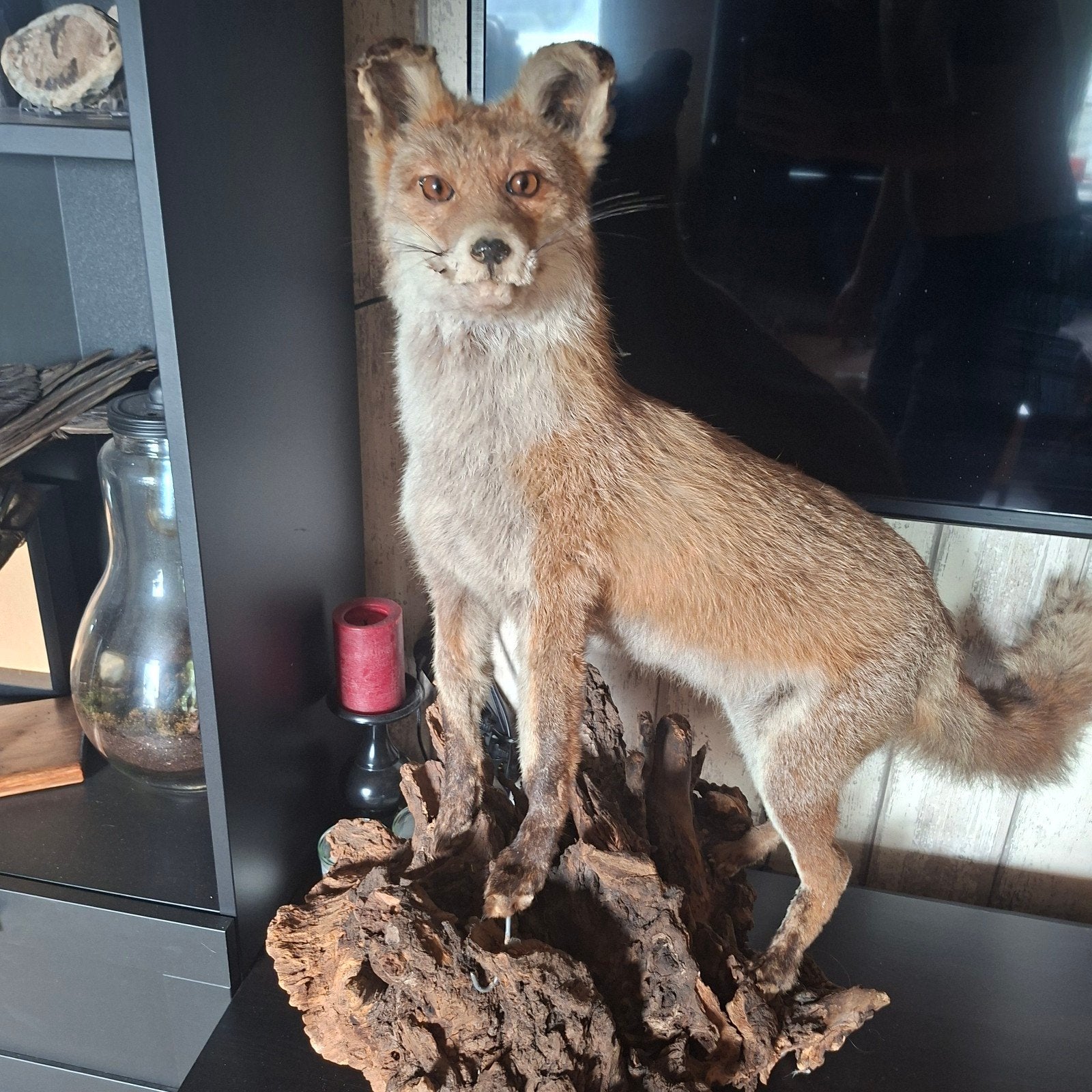 Prachtige opgezette vos - Uniek decoratiestuk, Ophalen, Gebruikt, Wild dier, Opgezet dier