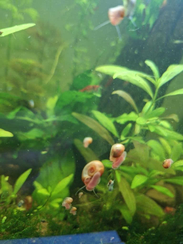 🐚Posthoorn Slakken 🐌, Dieren en Toebehoren, Vissen | Aquariumvissen, Slak of Weekdier