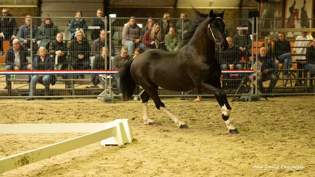 Barock pinto hengst, Dieren en Toebehoren, Paarden, Hengst, Met stamboom, 3 tot 6 jaar