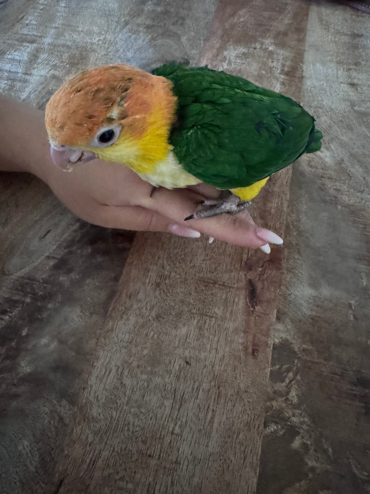 Roestkop caique, Dieren en Toebehoren, Vogels | Parkieten en Papegaaien, Geslacht onbekend, Papegaai, Geringd
