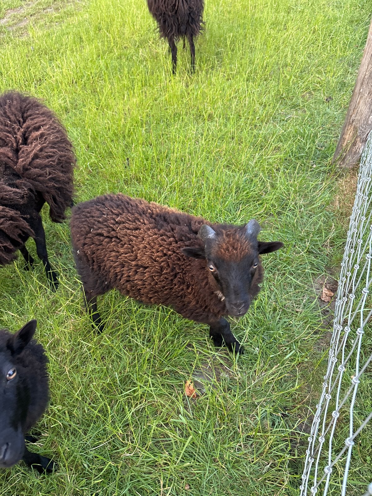 Ouessant ram, Mannelijk, Schaap