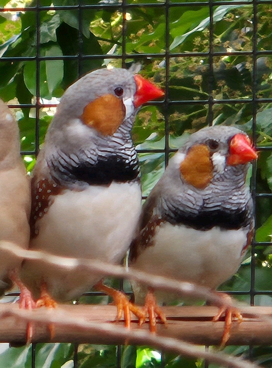 Zebravinken, twee mannen, Dieren en Toebehoren, Vogels | Overige Vogels, Meerdere dieren