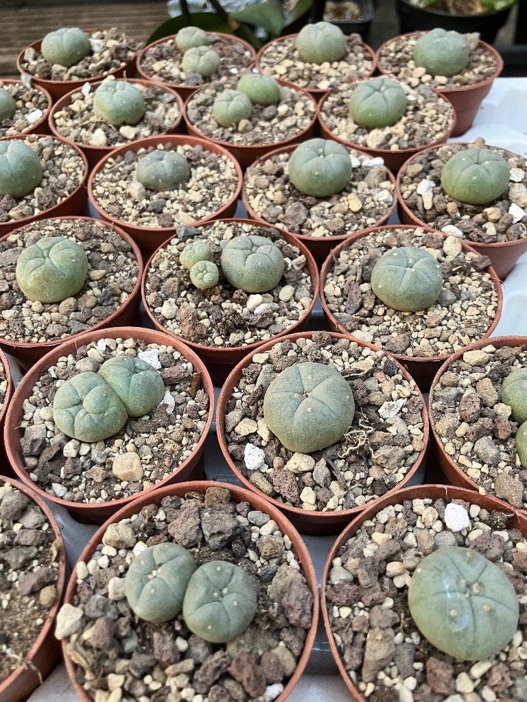 Lophophora williamsii, 25 st., Huis en Inrichting, Ophalen, Halfschaduw, Minder dan 100 cm