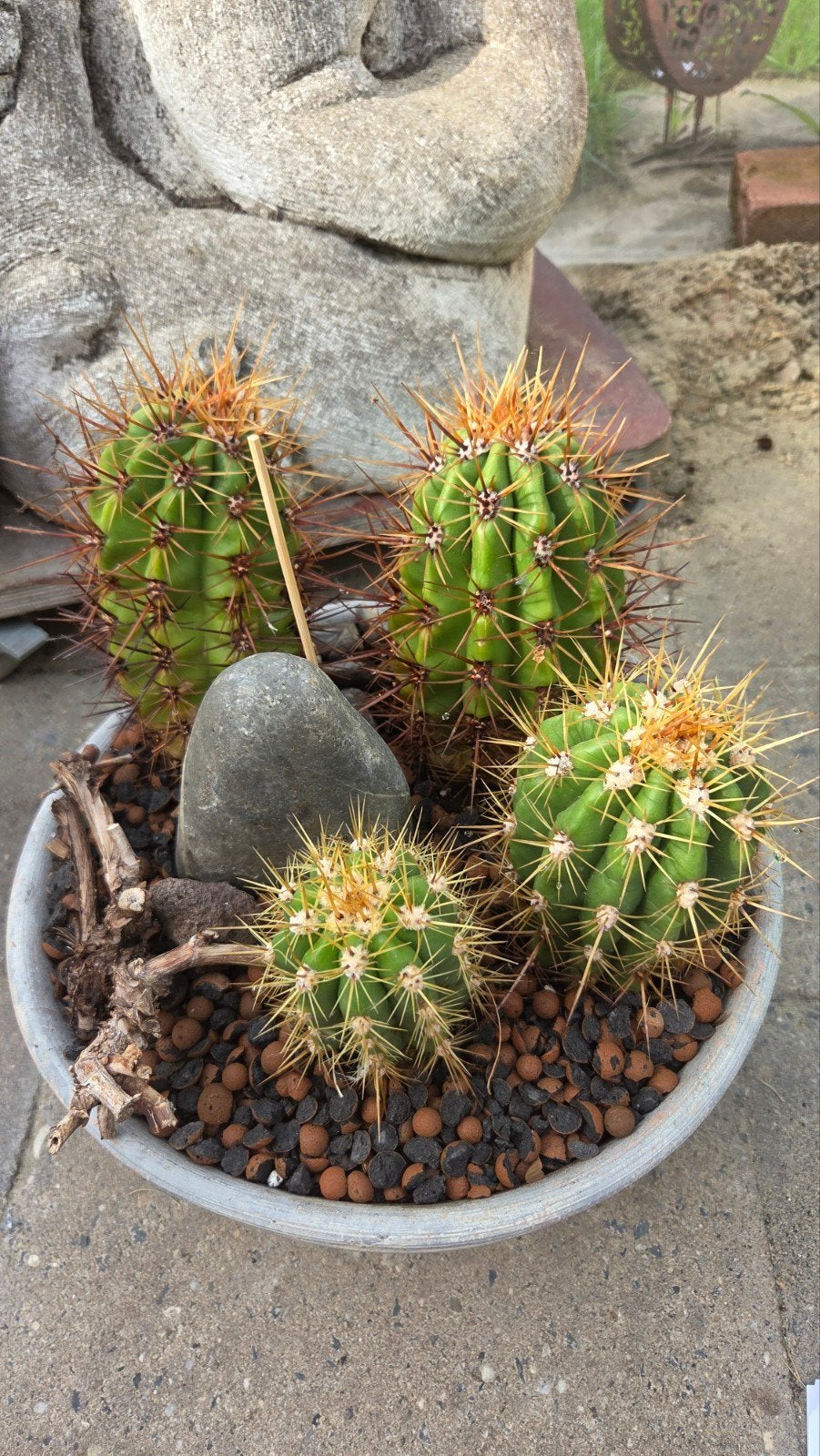 4 cactussen in schaal, Ophalen