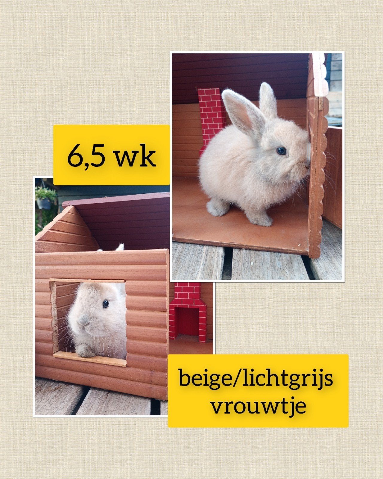 Prachtig beige grijs vrouwtje lief, tam en zindelijk!!!, Dieren en Toebehoren, Vrouwelijk, Dwerg, Hangoor, 0 tot 2 jaar