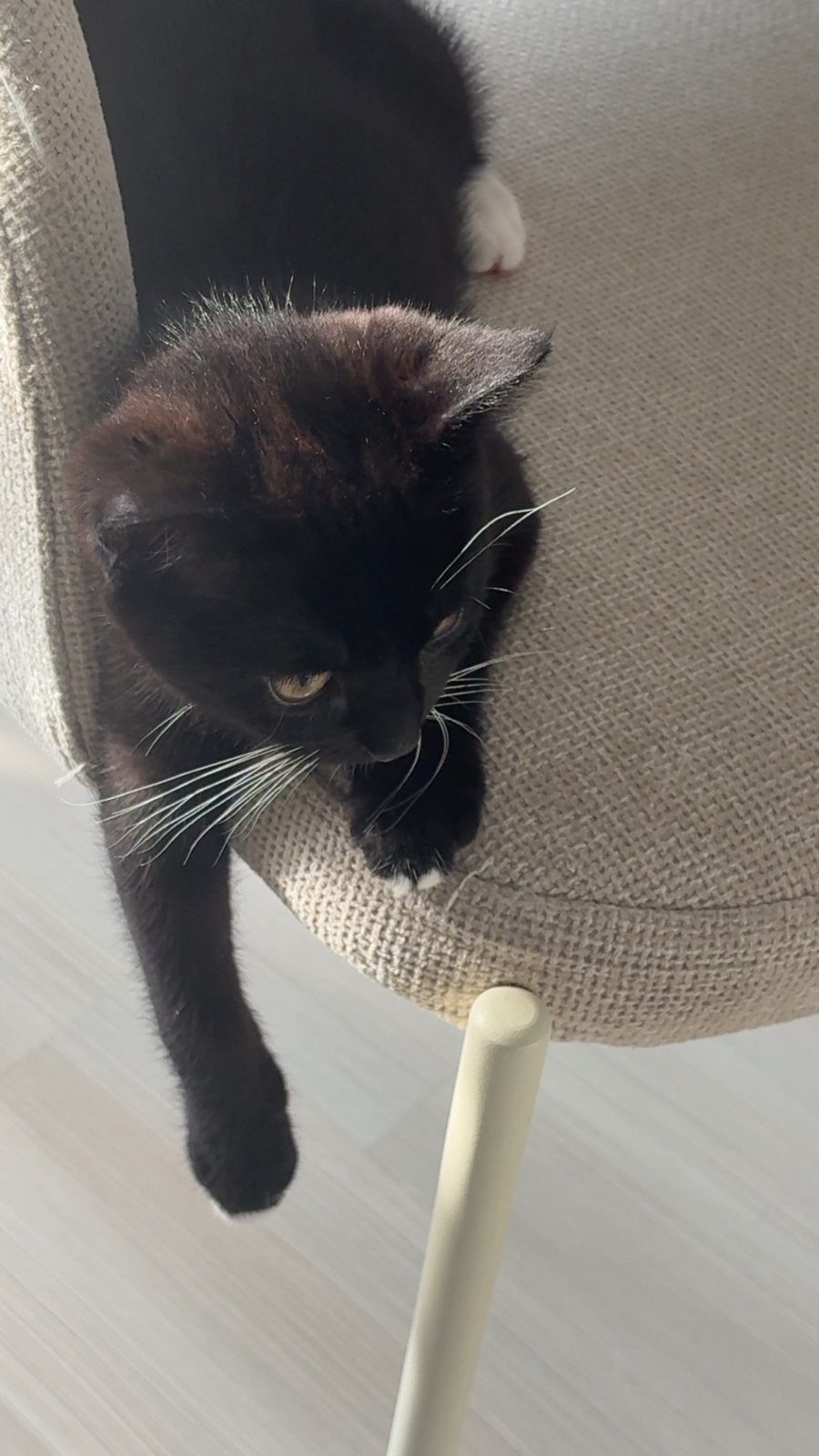 Britse Korthaar x Bombay, Dieren en Toebehoren, Meerdere dieren, Ontwormd, 0 tot 2 jaar