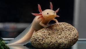 Axolotl gezocht!, Dieren en Toebehoren, Reptielen en Amfibieën, Amfibie, Met terrarium, 0 tot 2 jaar