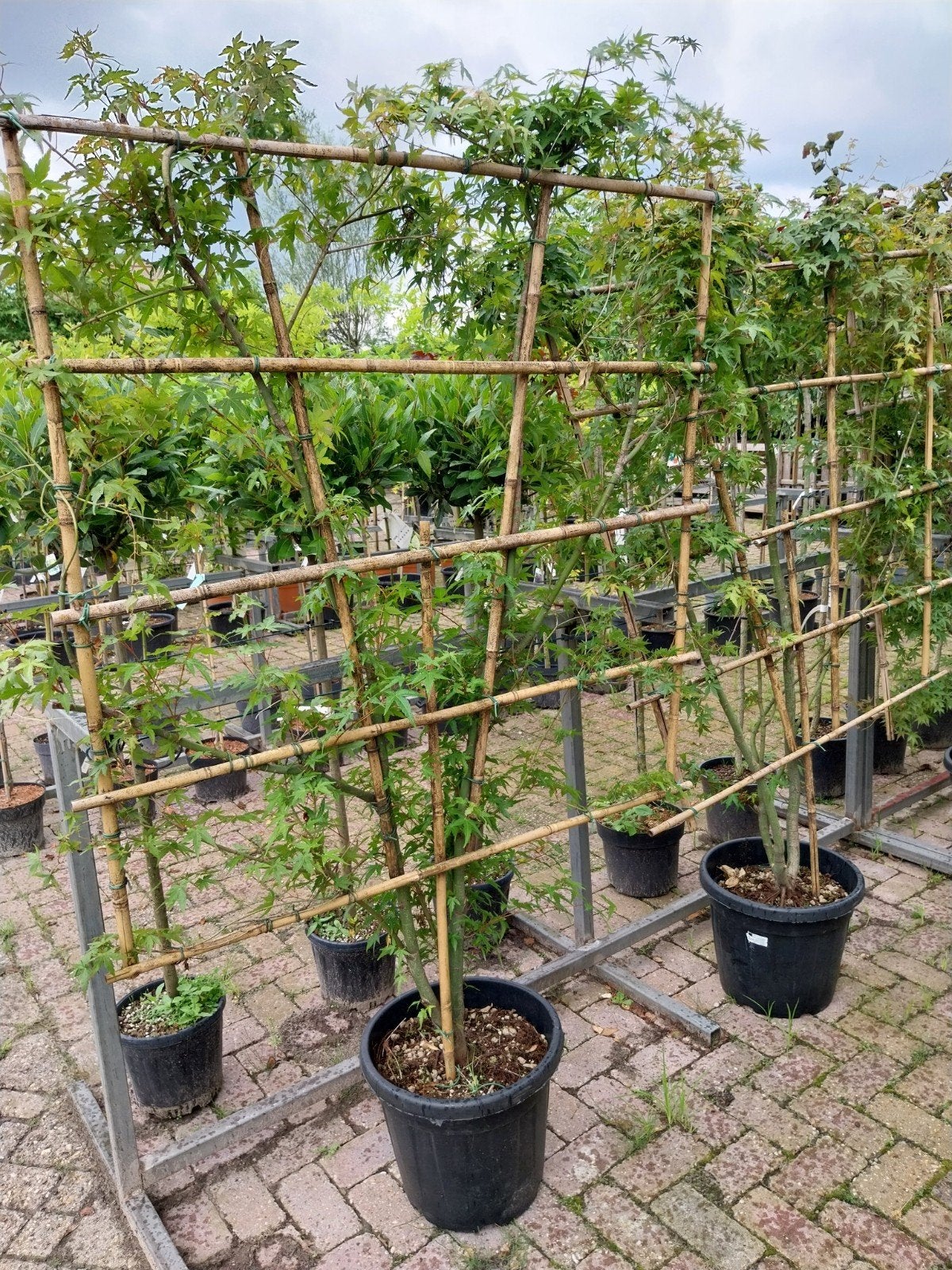 Acer Palmatum Leiboom - Japanse Esdoorn Leischermen, Ophalen, Bloeit niet, Halfschaduw, Overige soorten