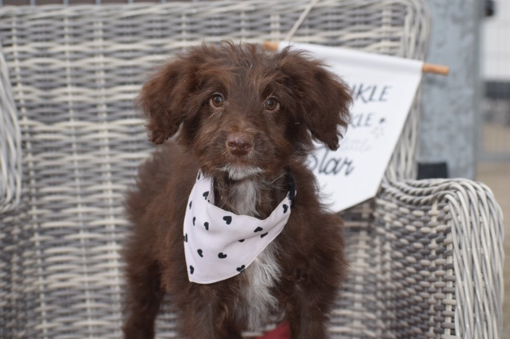 Aussidoodle pups, België, 8 tot 15 weken, Meerdere, Meerdere dieren