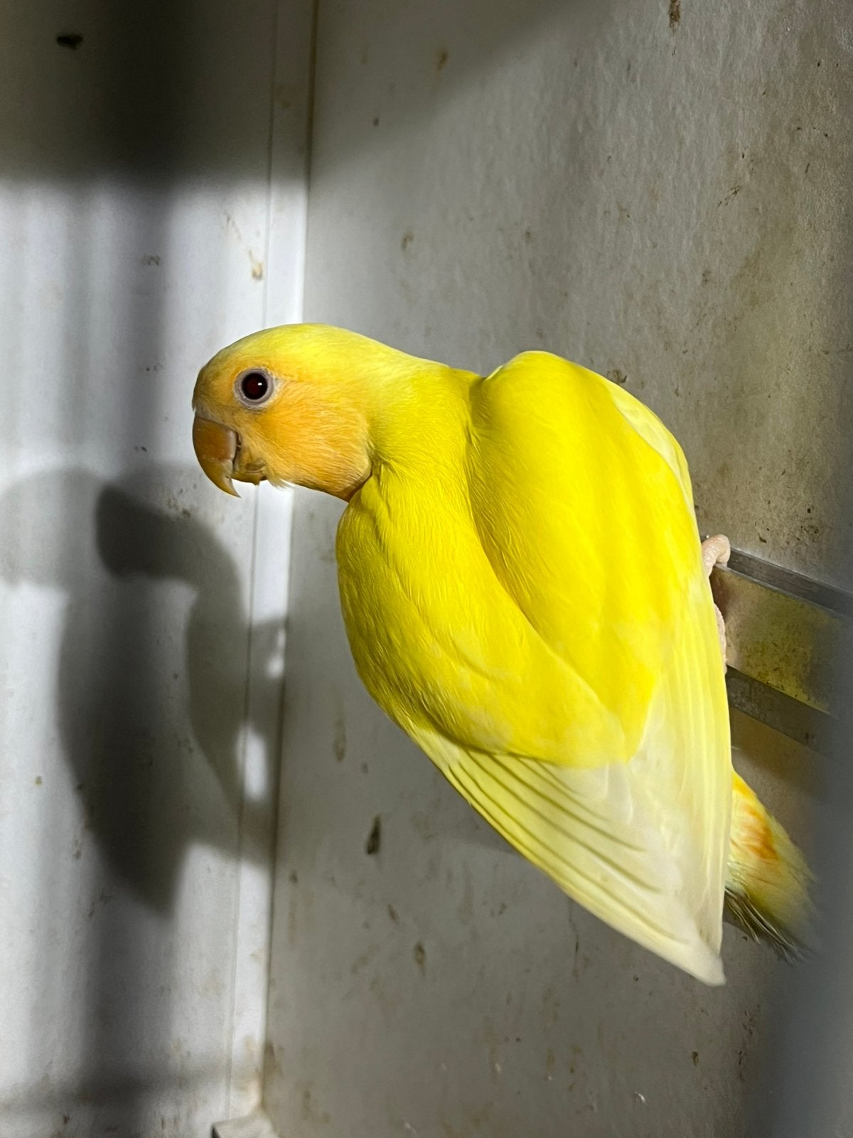 Agapornis Roseicolli Lutino Oranjemasker 2025, Dieren en Toebehoren, Vogels | Parkieten en Papegaaien, Meerdere dieren, Dwergpapegaai of Agapornis