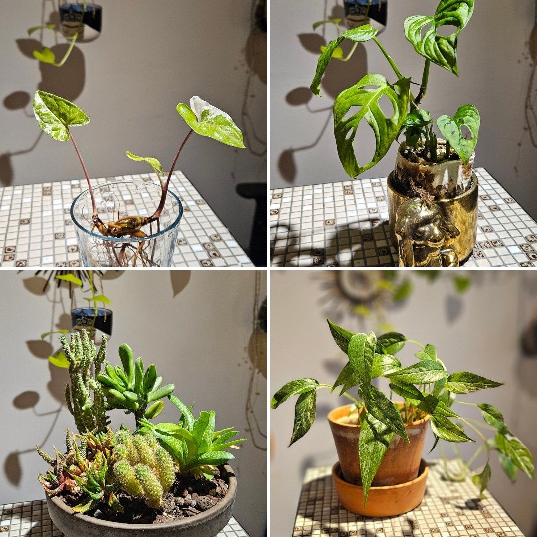 Diverse gewortelde stekjes en planten || TEAB, Ophalen, Minder dan 100 cm