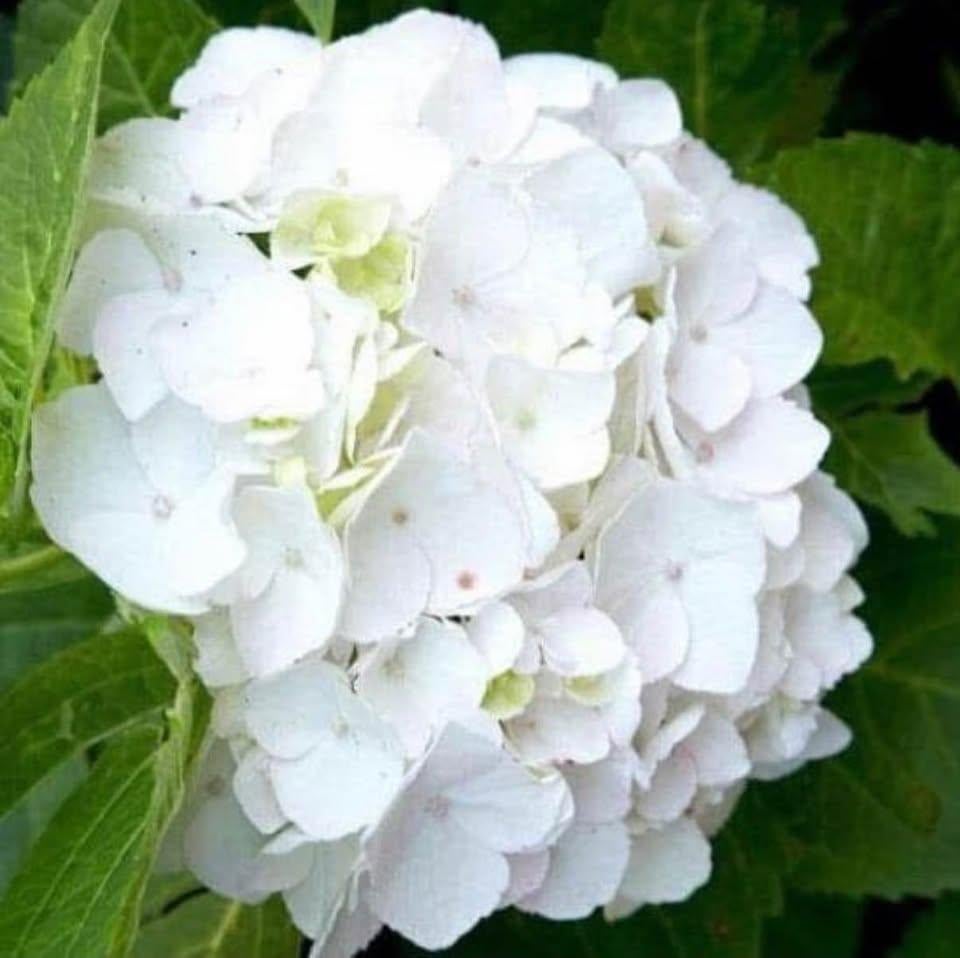 Mega Hortensia's WIT! NU 15,- DE ALLERLAATSTE!!, Tuin en Terras, Ophalen of Verzenden, Hortensia, Struik, Minder dan 100 cm