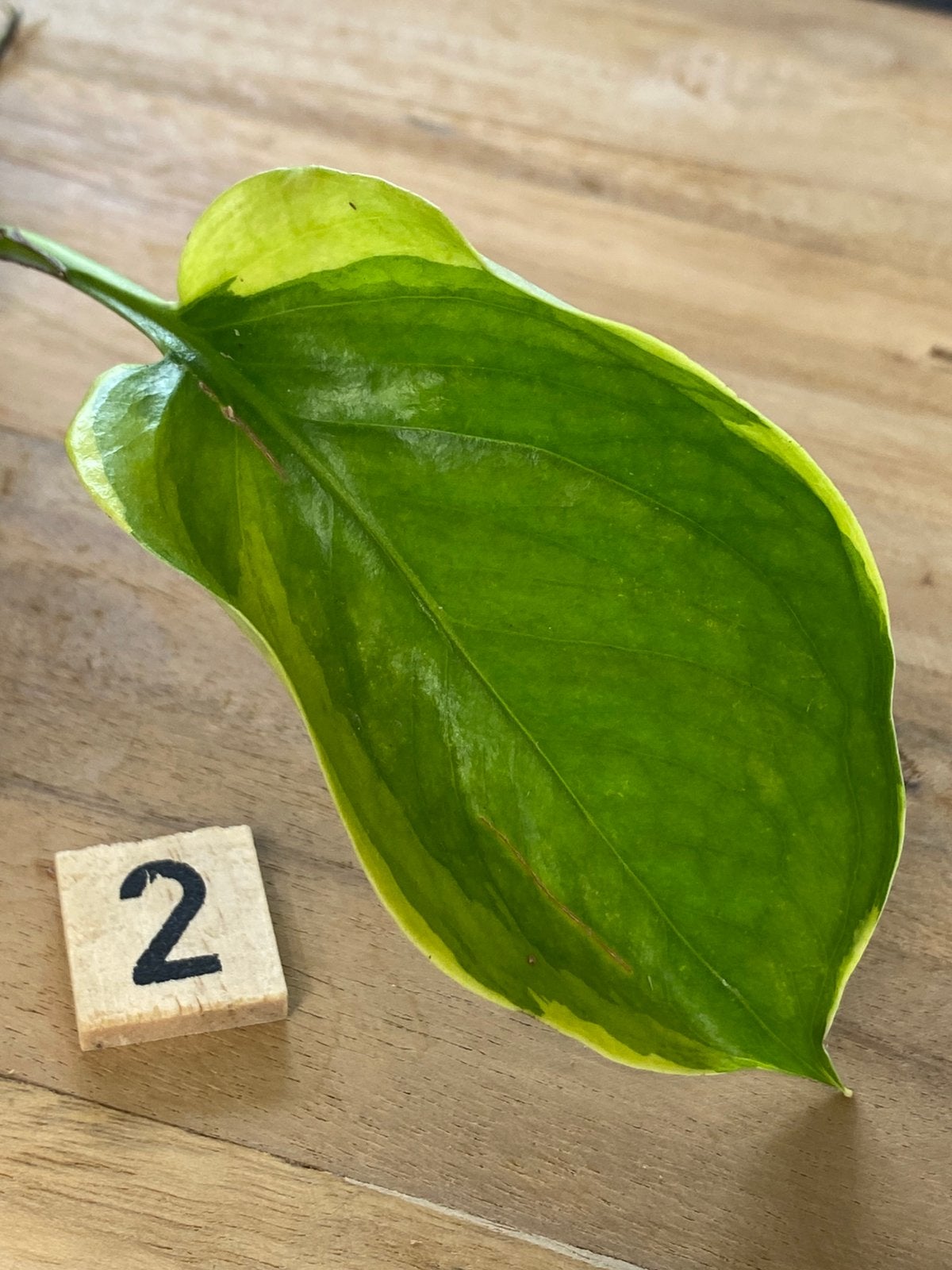 Epipremnum NOID Variegata #2, Ophalen of Verzenden, Halfschaduw, Minder dan 100 cm
