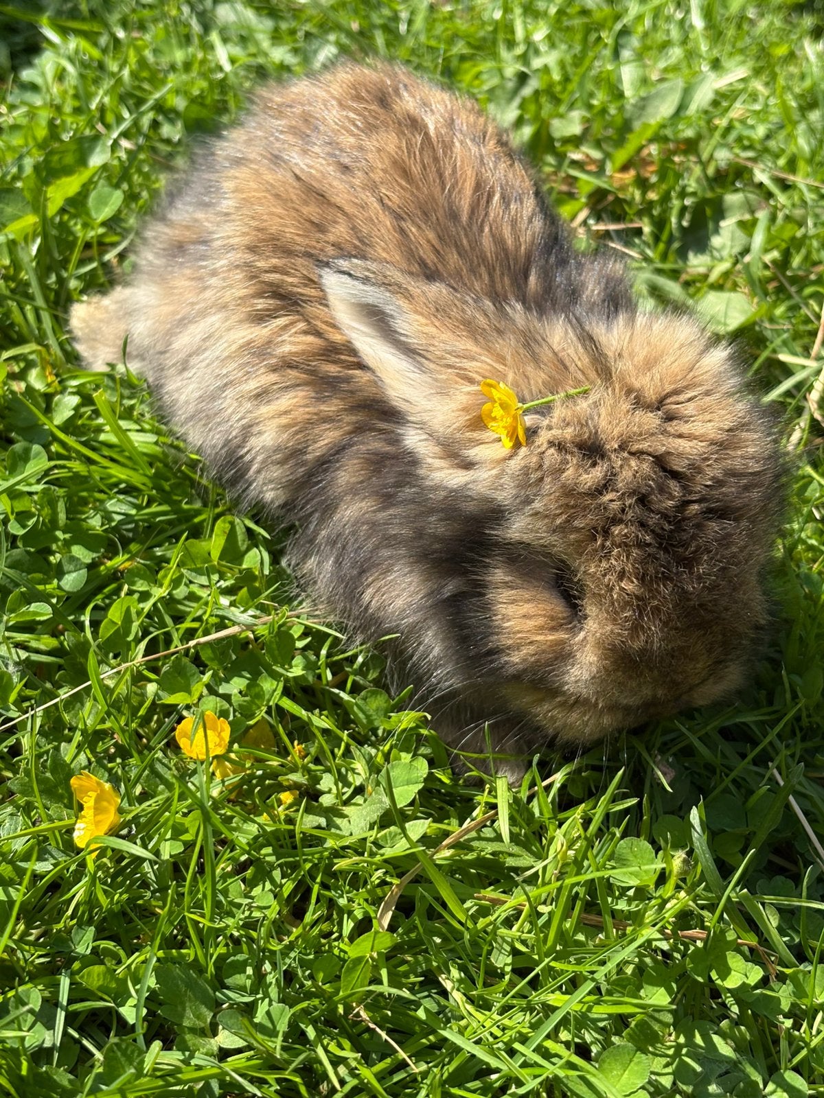 Engels Angora baby konijntje te koop, April, Geslacht onbekend, Overige typen, Tam