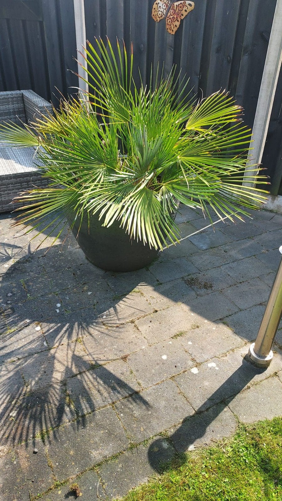 Grote palmboom in pot - Ideaal voor tuin of balkon, Tuin en Terras, Ophalen, Kunststof, Gebruikt, Rond
