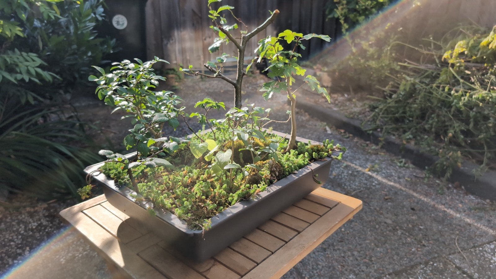 Yose-ue Bonsai met diverse bomen en bodembedekkers, Vaste plant, Bloeit niet, Halfschaduw, Ophalen