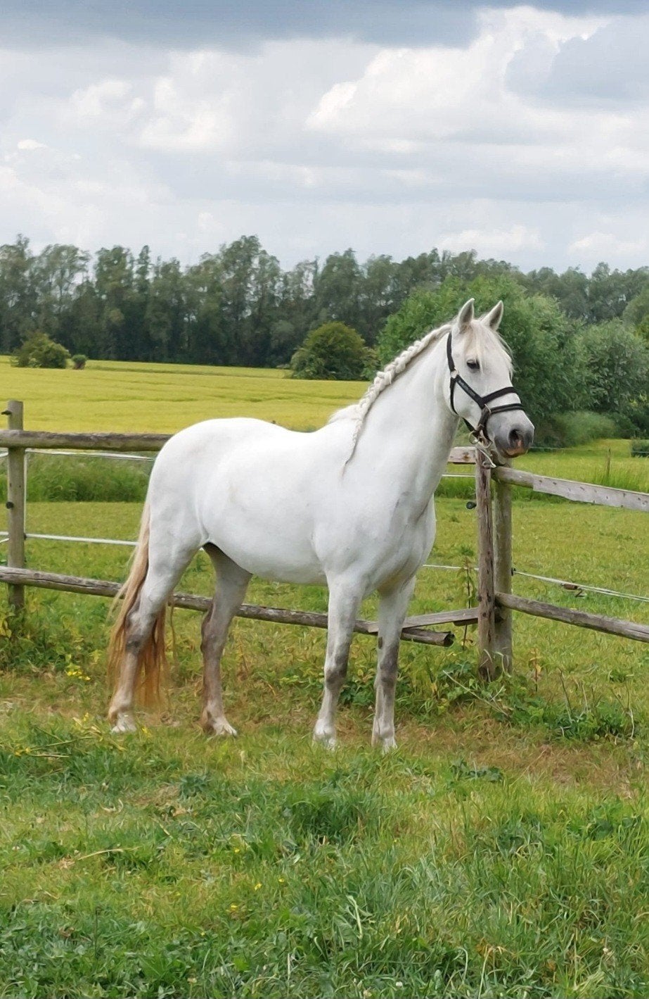 Lilly 11 jarige merrie zoekt fijn huis, Dieren en Toebehoren, Pony's, Merrie, B, 11 jaar of ouder, Recreatiepony