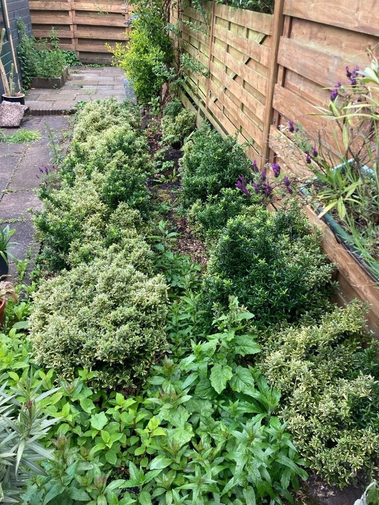 GRATIS buxus af te halen, Tuin en Terras, Vaste plant, Bloeit niet, Halfschaduw, Ophalen