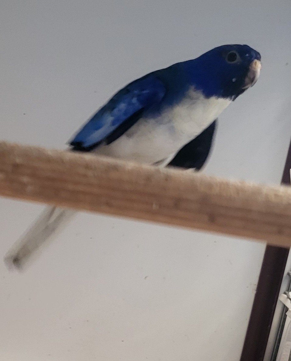 Te koop:, Dieren en Toebehoren