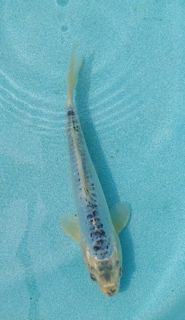 Koi 37  25cm, Dieren en Toebehoren, Vissen | Vijvervissen, Karper of Koi