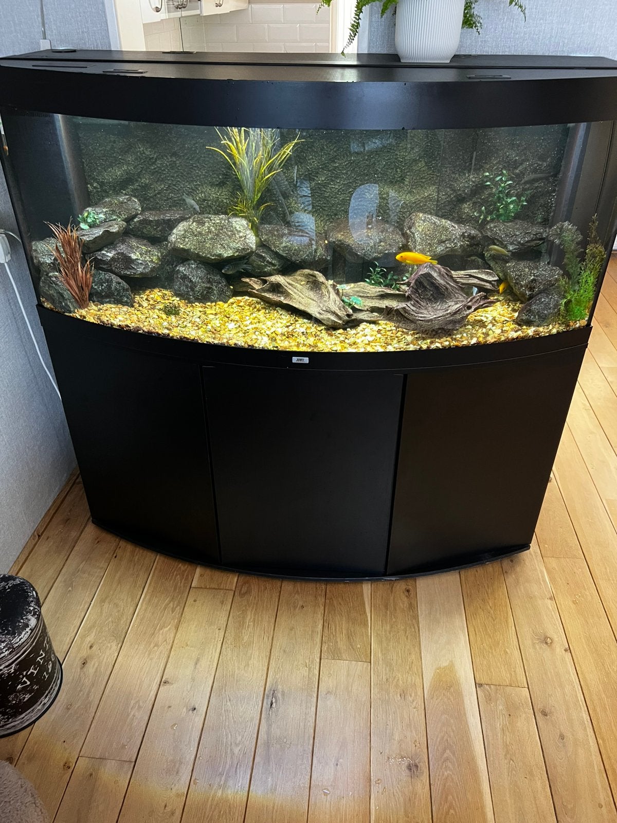 Aquarium juwel 150 x 60 met Malawi ciclides, Dieren en Toebehoren, Ophalen, Gevuld zoetwateraquarium