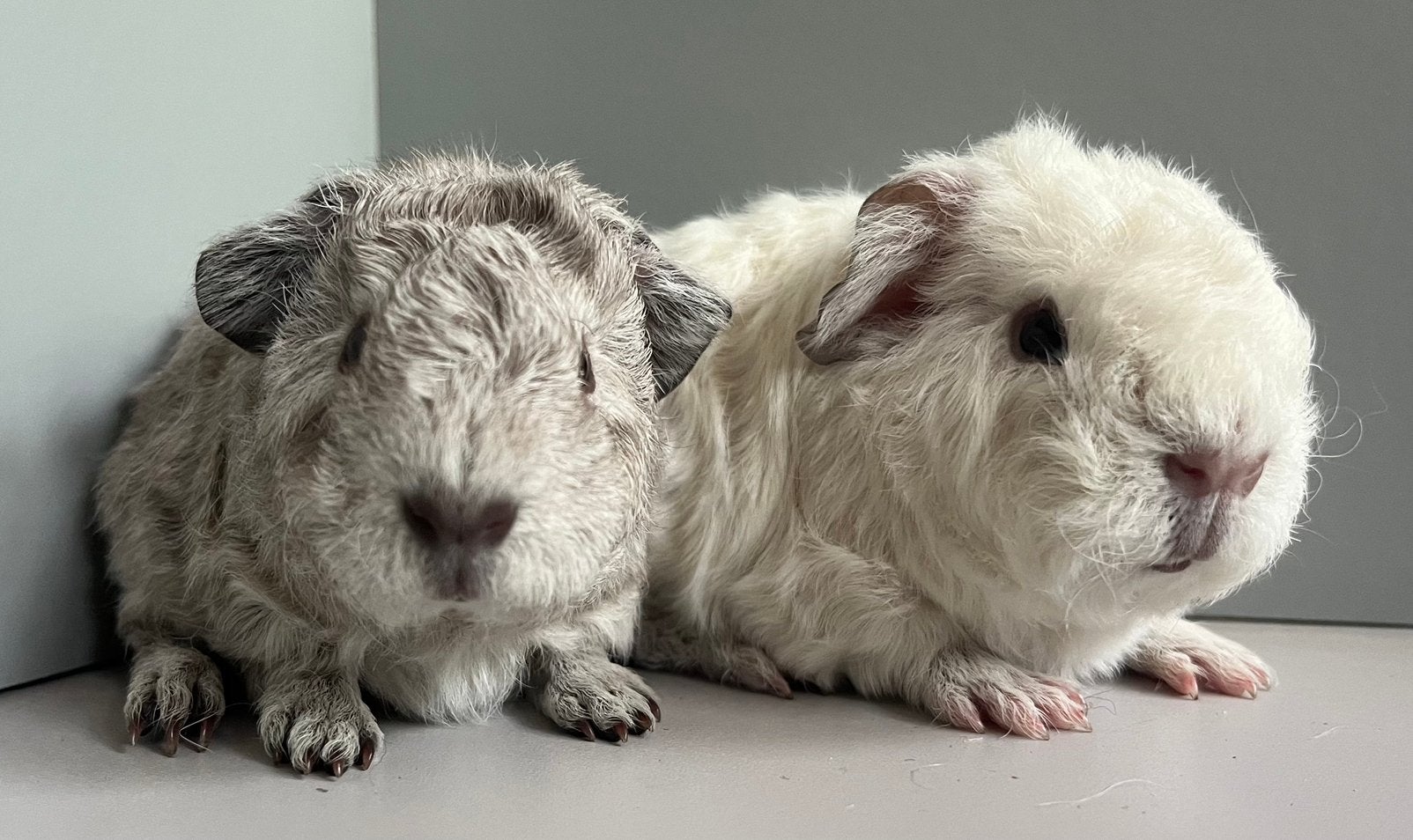 Lieve Rex teddy broertjes, Dieren en Toebehoren, Cavia, Mannelijk, Tam, September