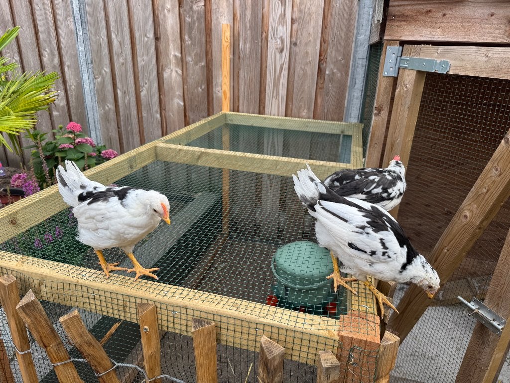 Kippen, Dieren en Toebehoren, Pluimvee, Meerdere dieren, Kip