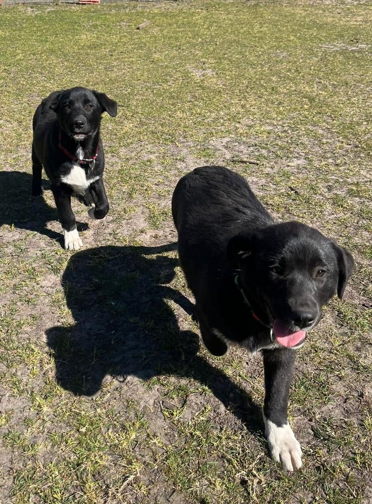Te koop: labrador x border collie pups, Parvo, 15 weken tot 1 jaar, Reu, Labrador retriever