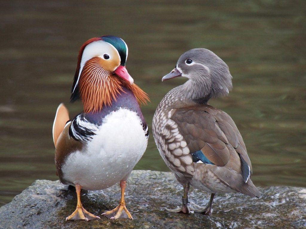Mandarijn eendjes, Dieren en Toebehoren, Meerdere dieren, Eend