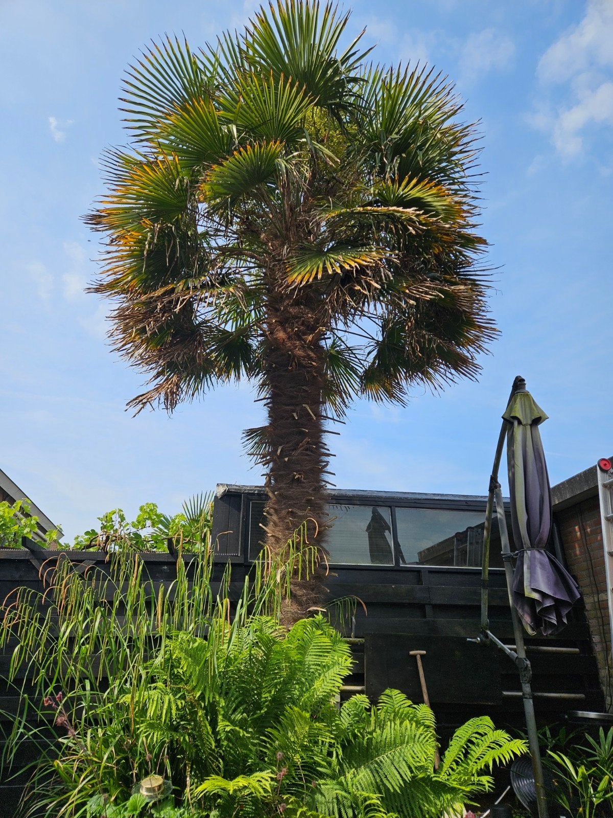 Palmboom - stekken, Ophalen of Verzenden, Overige soorten, Volle zon